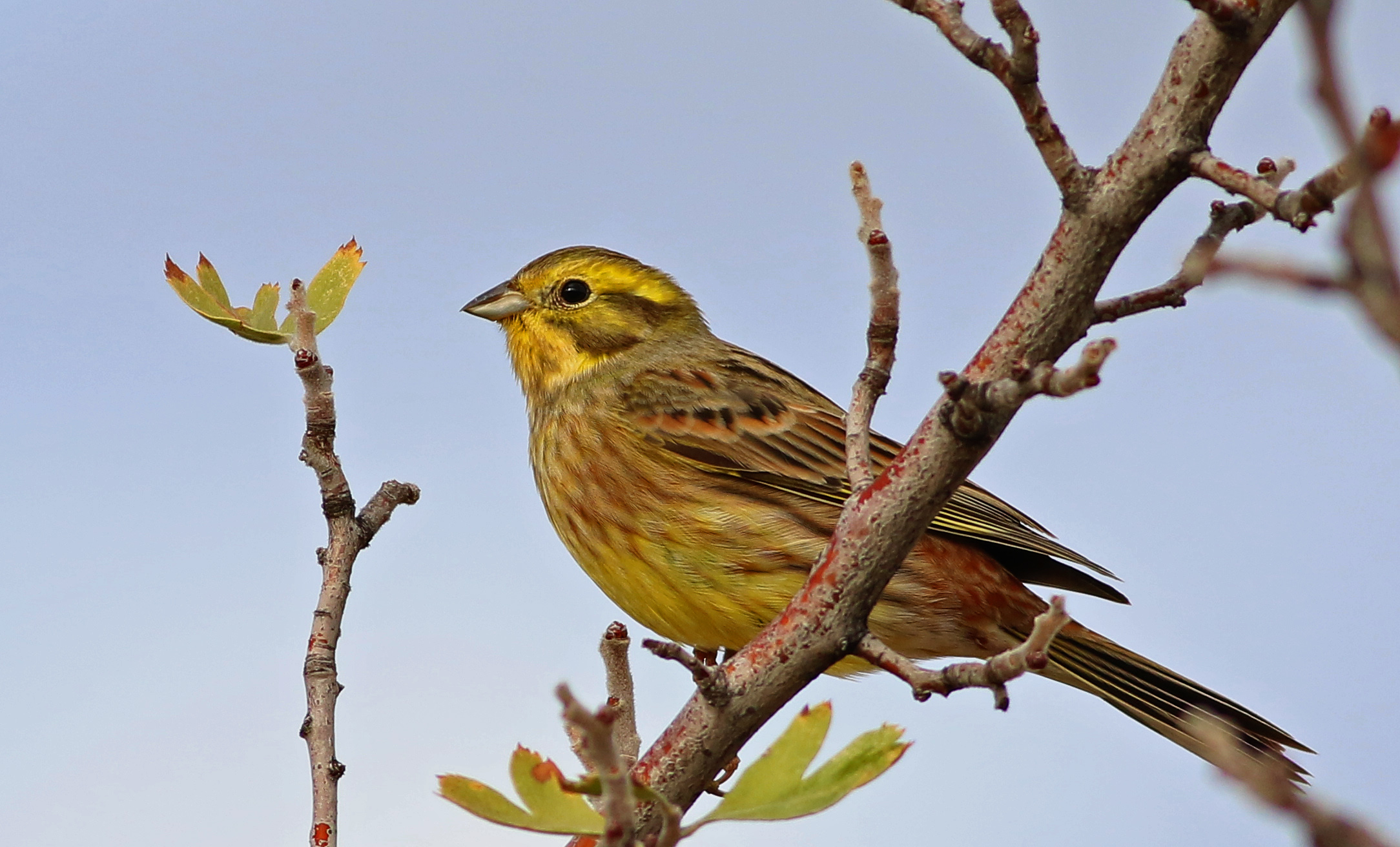 Yellowhammer